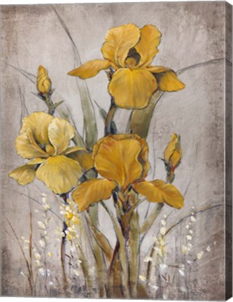 Framed Golden Irises II Print