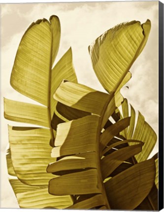 Framed Palm Fronds III Print