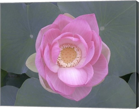 Framed Blushing Lotus I Print