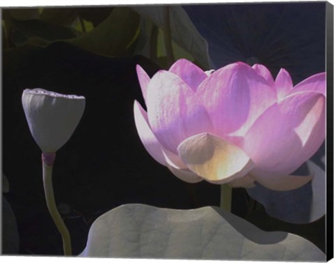 Framed Blushing Lotus III Print