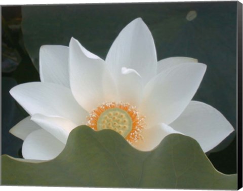 Framed Delicate Lotus III Print