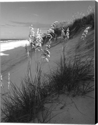 Framed Sea Oat Sparkle Print