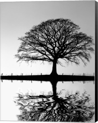 Framed Standing Oak Tree Print