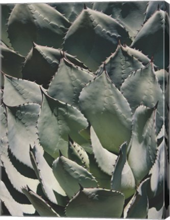 Framed Agave I Print