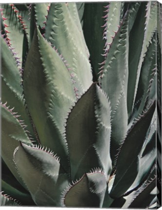 Framed Agave II Print