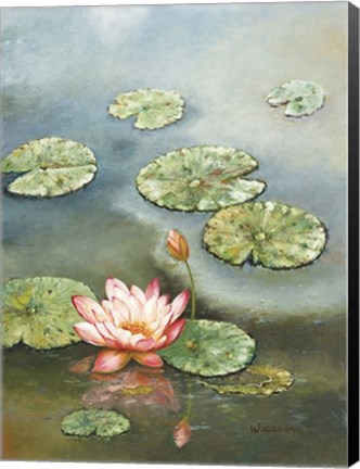 Framed Water Lily With Pink Blossom Print
