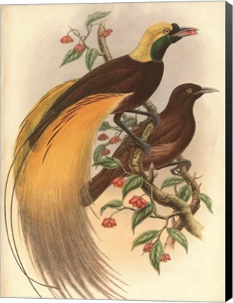 Framed Golden Bird of Paradise Print