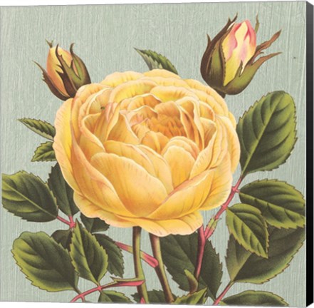 Framed Yellow Rose Print