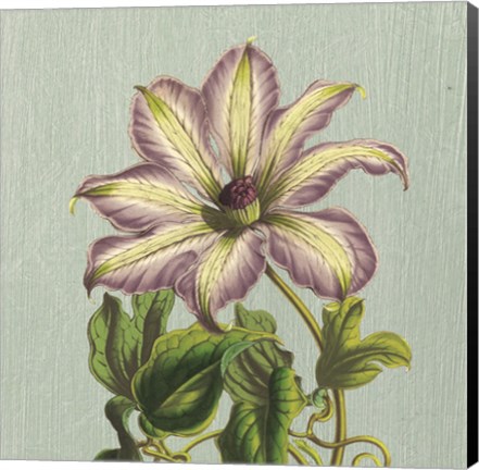 Framed Purple Clematis Print