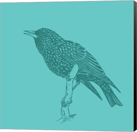 Framed Starling Print