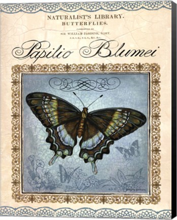 Framed Papilio Blumei Print