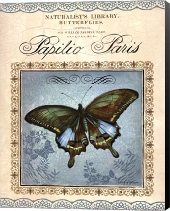 Framed Papilio Paris Print