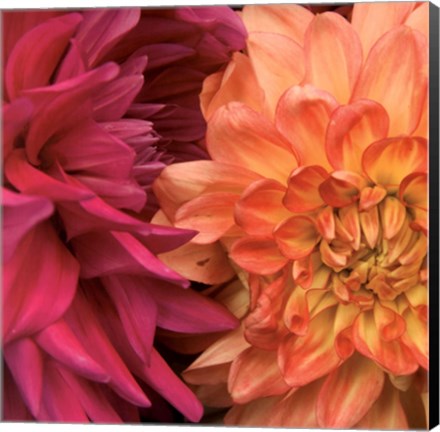 Framed Imagine Flowers Print