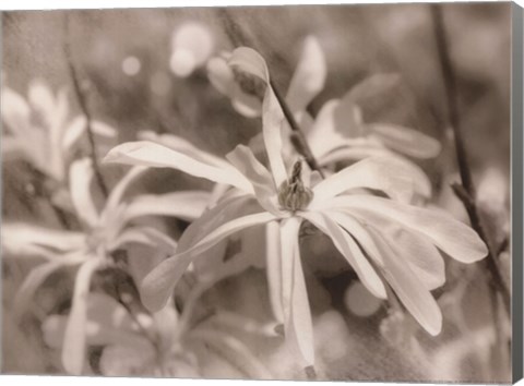 Framed Star Magnolias I Print