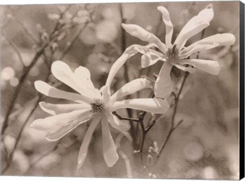 Framed Star Magnolias II Print