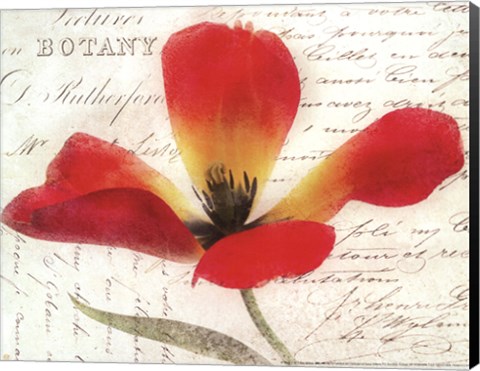 Framed Bloom II - flower Print