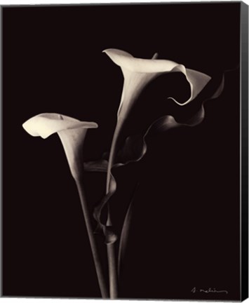 Framed Botanical Elegance Calla III Print