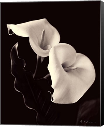 Framed Botanical Elegance Calla IV Print
