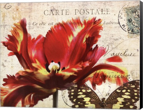 Framed Carte Postale Tulip I Print