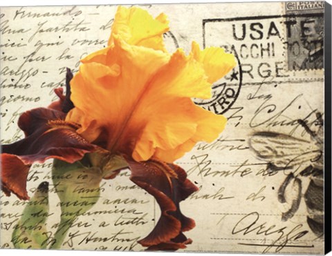 Framed Carte Postale Iris Print