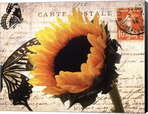 Framed Carte Postale Sunflower Print