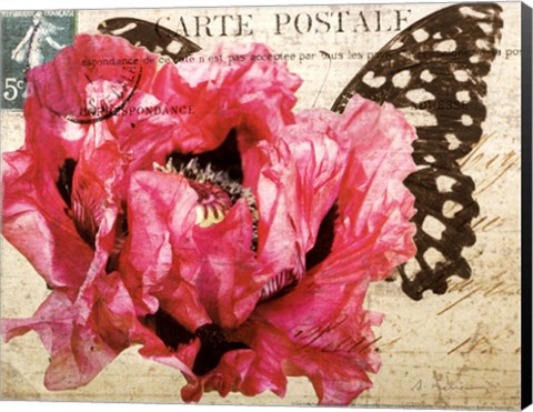 Framed Carte Postale Poppy Print
