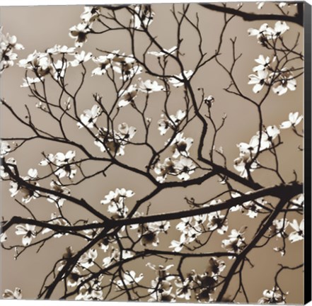 Framed Dogwood Square I Print