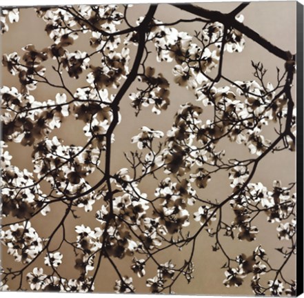 Framed Dogwood Square II Print