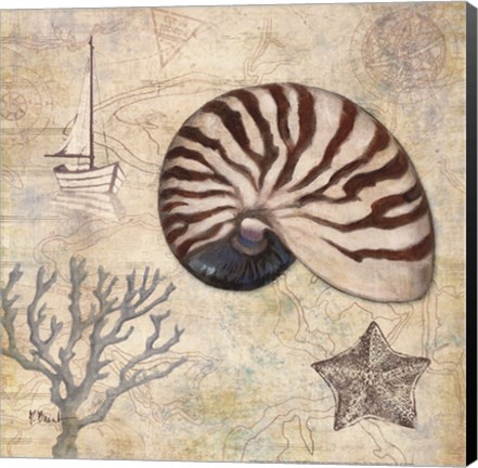 Framed Discovery Shell I Print