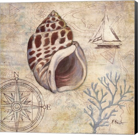 Framed Discovery Shell IV Print