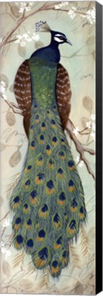 Framed Peacock I - mini Print