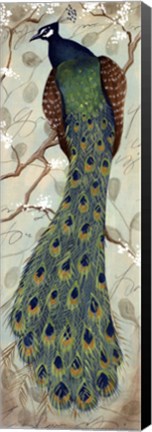 Framed Peacock II - mini Print