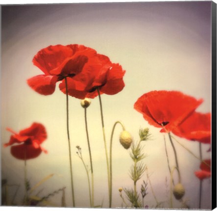 Framed Bloom II Print