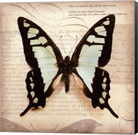 Framed Butterflies Script I - mini Print