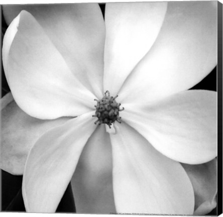 Framed Magnolia III Print
