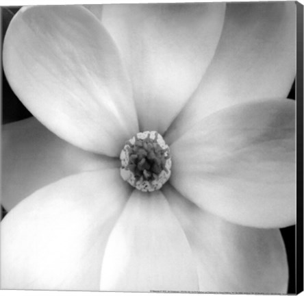 Framed Magnolia IV Print