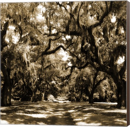 Framed Druid Oak Square I Print
