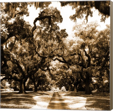 Framed Druid Oak Square II Print