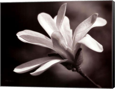 Framed Magnolia Dreams II Print