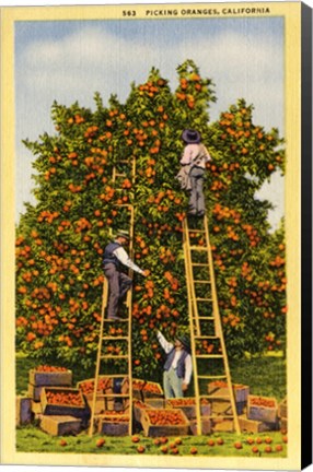 Framed Picking Oranges in California, Vintage Post Card Print