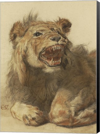 Framed Lion Snarling Print