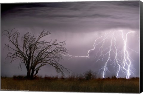 Framed Lightning Print