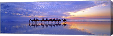 Framed Cable Beach Camels Print
