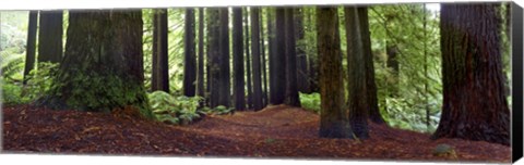 Framed Redwoods 1 Print