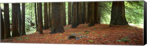 Framed Redwoods 2 Print