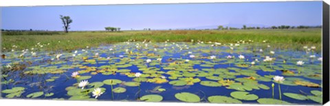 Framed Lily Pond Print