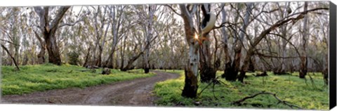 Framed Redgum Forest Print