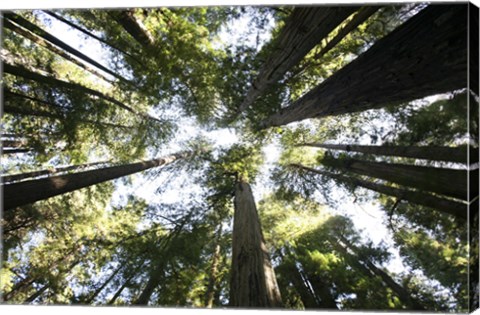 Framed Redwoods Print