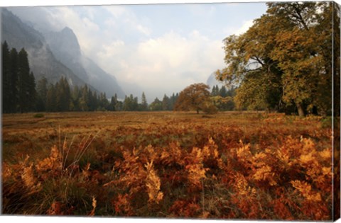 Framed Meadow Print