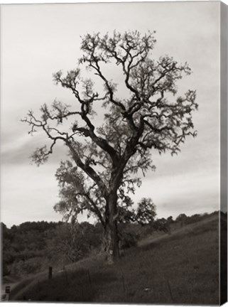 Framed Tree 3 B&amp;W Print